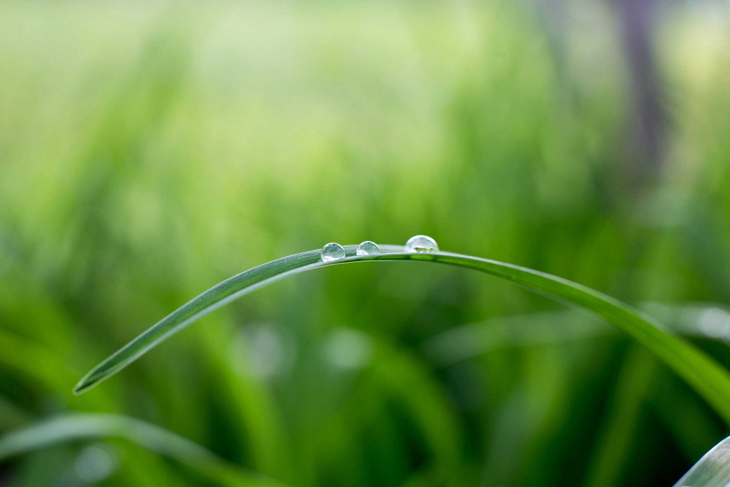 philipp torres lnydzutqsi0 unsplash